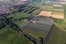 Asparagus and Obsthof Gensheimer in Steinweiler in the state Rhineland-Palatinate, Germany