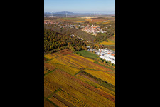 Autumnal discolored vineyards in the wine-growing area around the premises of Gechem GmbH & Co. KG in Neuleiningen in the state Rhineland-Palatinate, Germany