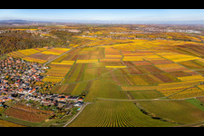 Autumnal discolored wineyards betweeen Kleinkarlbach and Bobenheim am Berg in the state Rhineland-Palatinate, Germany