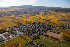 Autumnal discolored winyards near village - view in Ungstein in the state Rhineland-Palatinate, Germany