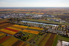 Autumnal discolored vegetation view runway with tarmac terrain of airfield Flugplatz Bad Duerkheim in Bad Duerkheim in the state Rhineland-Palatinate