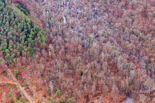 Aerial view of Otterbach with flooded meadows in the Bienwald in Wörth am Rhein in the state Rhineland-Palatinate, Germany