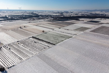 Snow-covered fields and orchards in winter in the district Mühlhofen in Billigheim-Ingenheim in the state Rhineland-Palatinate, Germany
