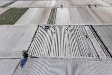 Oblique view of Snow-covered fields and orchards in winter in the district Mühlhofen in Billigheim-Ingenheim in the state Rhineland-Palatinate, Germany