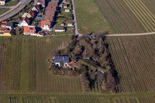 Bioland Viticulture Under the Grass Roof in the district Wollmesheim in Landau in der Pfalz in the state Rhineland-Palatinate, Germany