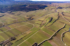 Vineyards in Bad Dürkheim in the state Rhineland-Palatinate, Germany