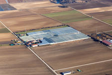 Glass roof surfaces in the greenhouse for vegetable growing ranks of Gerhardt GmbH in Ruchheim in the state Rhineland-Palatinate, Germany