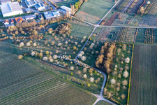 Edge of the village with flowering orchards in Goecklingen in the state Rhineland-Palatinate, Germany