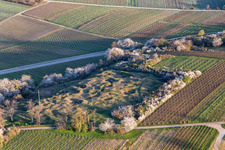 Kleine Kalmit nature reserve with flowering spring shrubs in the district Arzheim in Landau in der Pfalz in the state Rhineland-Palatinate, Germany