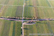 Villastraße with almond blossom in Edenkoben in the state Rhineland-Palatinate, Germany from above