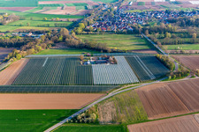 Aerial photograpy of Asparagus and Obsthof Gensheimer in Steinweiler in the state Rhineland-Palatinate, Germany