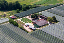 Oblique view of Asparagus and Obsthof Gensheimer in Steinweiler in the state Rhineland-Palatinate, Germany