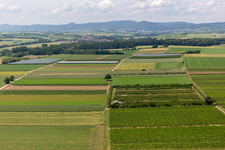 Aerial view of Eier-Meier Fruit Plantation in the district Mühlhofen in Billigheim-Ingenheim in the state Rhineland-Palatinate, Germany