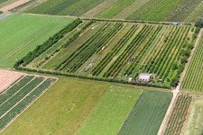 Eier-Meier Fruit Plantation in the district Mühlhofen in Billigheim-Ingenheim in the state Rhineland-Palatinate, Germany from above