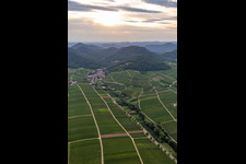 Fields of wine cultivation landscape in Leinsweiler in the state Rhineland-Palatinate, Germany