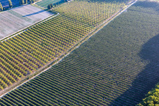 Olive groves in Maillane in the state Bouches du Rhone, France