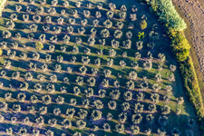 Olive groves in the district Partie Nord Est in Saint-Rémy-de-Provence in the state Bouches du Rhone, France