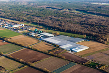 Rudolf Sinn Young Plants GmbH & Co. KG in the district Niederlustadt in Lustadt in the state Rhineland-Palatinate, Germany