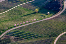 Aerial view of Almond blossom on the southern wine route at Klingenmünster in Klingenmünster in the state Rhineland-Palatinate, Germany