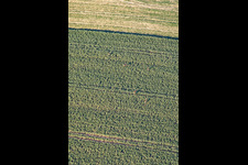 Game in the field in Niederlauterbach in the state Bas-Rhin, France