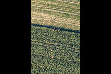 Aerial view of Game in the field in Niederlauterbach in the state Bas-Rhin, France