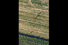 Aerial photograpy of Game in the field in Niederlauterbach in the state Bas-Rhin, France