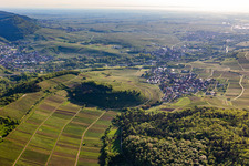Aerial view of Chestnut bush in Birkweiler in the state Rhineland-Palatinate, Germany