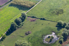 Biotope in Billigheimer Bruch in the district Mühlhofen in Billigheim-Ingenheim in the state Rhineland-Palatinate, Germany