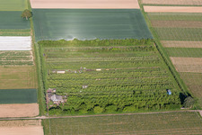 Fruit plantation in the district Mühlhofen in Billigheim-Ingenheim in the state Rhineland-Palatinate, Germany