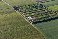 Aerial view of Fruit plantation in the district Mühlhofen in Billigheim-Ingenheim in the state Rhineland-Palatinate, Germany