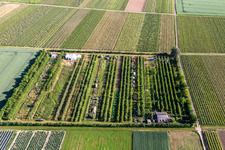 Oblique view of Fruit plantation in the district Mühlhofen in Billigheim-Ingenheim in the state Rhineland-Palatinate, Germany
