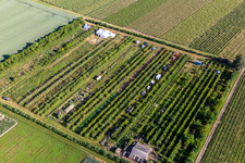 Fruit plantation in the district Mühlhofen in Billigheim-Ingenheim in the state Rhineland-Palatinate, Germany from above