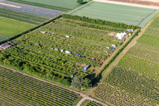 Fruit plantation in the district Mühlhofen in Billigheim-Ingenheim in the state Rhineland-Palatinate, Germany out of the air