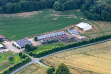Cournon pig farm with free range in Saint-Michel-de-Chavaignes in the state Sarthe, France