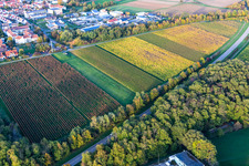 Grapevines in autumn colors in Bad Bergzabern in the state Rhineland-Palatinate, Germany