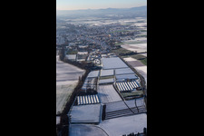 Greenhouses and polytunnels in the east in winter with snow in Herxheim bei Landau in the state Rhineland-Palatinate, Germany