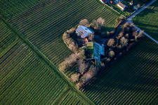 Bioland winegrowing under the grass roof in the district Wollmesheim in Landau in der Pfalz in the state Rhineland-Palatinate, Germany