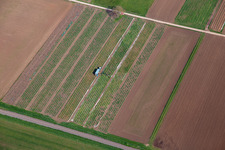 Rhubarb harvest in the district Mühlhofen in Billigheim-Ingenheim in the state Rhineland-Palatinate, Germany