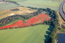 Aerial view of Poppy fields in the district Westerhausen in Thale in the state Saxony-Anhalt, Germany