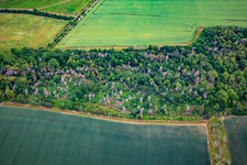 Damaged trees in the northern Harz foothills in the district Asmusstedt in Ballenstedt in the state Saxony-Anhalt, Germany