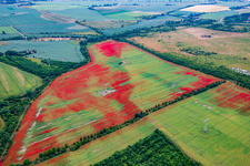 Poppies in cornfields in the district Gernrode in Quedlinburg in the state Saxony-Anhalt, Germany