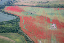 Aerial view of Poppies in cornfields in the district Gernrode in Quedlinburg in the state Saxony-Anhalt, Germany