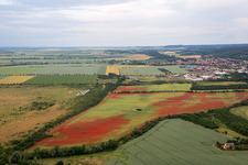 Aerial photograpy of Poppies in cornfields in the district Gernrode in Quedlinburg in the state Saxony-Anhalt, Germany
