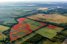 Poppies in cornfields in the district Gernrode in Quedlinburg in the state Saxony-Anhalt, Germany from above