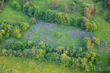 Aerial view of Flowering biotope on the Ziegenberg near Heimburg in the district Heimburg in Blankenburg in the state Saxony-Anhalt, Germany