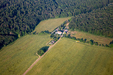 Ludwig shrub in the district Grillenberg in Sangerhausen in the state Saxony-Anhalt, Germany