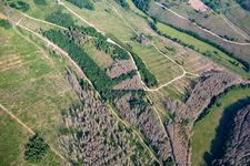 Remains of the bark beetle forest and reforestation in the district Rotha in Sangerhausen in the state Saxony-Anhalt, Germany