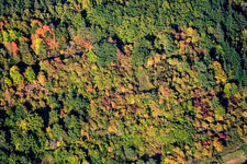 Aerial view of Autumn forest in Waldhambach in the state Rhineland-Palatinate, Germany