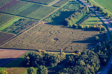 Corn maze in Göcklingen in the state Rhineland-Palatinate, Germany