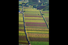Fields of wine cultivation landscape in autumn colours in Goecklingen in the state Rhineland-Palatinate